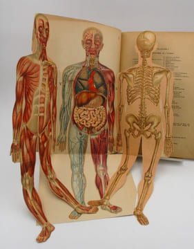 Anatomie et physiologie du corps humain. Atlas de sept planches coloriées à feuillets découpés et superposés avec notices descriptives. RABAUD ...