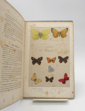 La Chasse aux papillons. Description des principales espèces de papillons d'Europe. undefined