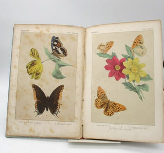 La Chasse aux papillons. Description des principales espèces de papillons d'Europe