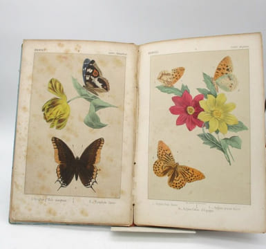 La Chasse aux papillons. Description des principales espèces de papillons d'Europe. undefined