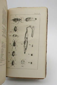 Insectes et mollusques ennemis de la vigne dans le département de la Gironde