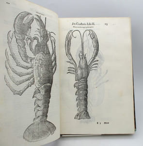 De Reliquis Animalibus exanguibus libri quatuor, post mortem eius editi : Nempè De Mollibus, crustaceis, textaceis et zoophytis