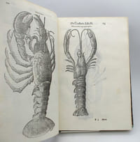 De Reliquis Animalibus exanguibus libri quatuor, post mortem eius editi : Nempè De Mollibus, crustaceis, textaceis et zoophytis