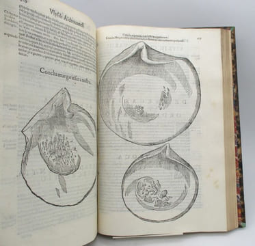 De Reliquis Animalibus exanguibus libri quatuor, post mortem eius editi : Nempè De Mollibus, crustaceis, textaceis et zoophytis. ALDROVANDI (Ulisse)