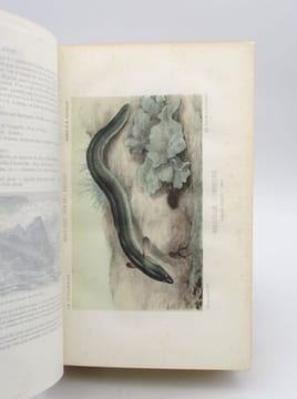 La Pêche et les Poissons - Nouveau dictionnaire général des pêches. LA BLANCHÈRE (Henri de)