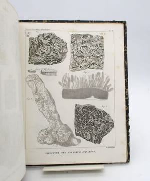 Traité d'anatomie descriptive. Splanchnologie planches. CLOQUET (Hippolyte)