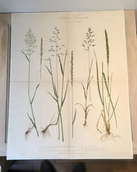 Album Vilmorin de graminées fourragères