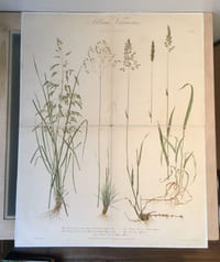 Album Vilmorin de graminées fourragères