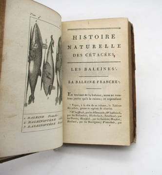 Histoire naturelle des cétacées. LACÉPÈDE (Bernard Germain Étienne de Laville-sur-Illon, comte de); [BUFFON (Georges-Louis Leclerc, comte de)]