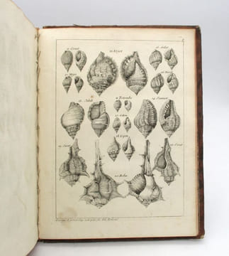 Histoire naturelle du Sénégal : coquillages. Avec la relation abrégée d'un voyage fait en ce pays, pendants les années 1749, 50, 51, 52 &53. ADANSON ...