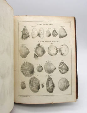 Histoire naturelle du Sénégal : coquillages. Avec la relation abrégée d'un voyage fait en ce pays, pendants les années 1749, 50, 51, 52 &53. ADANSON ...