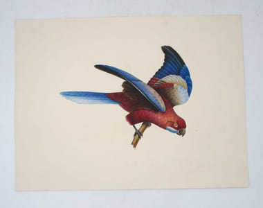 5 épreuves d'oiseaux