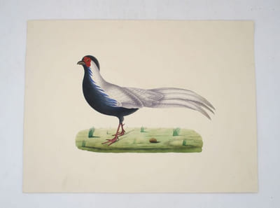 5 épreuves d'oiseaux