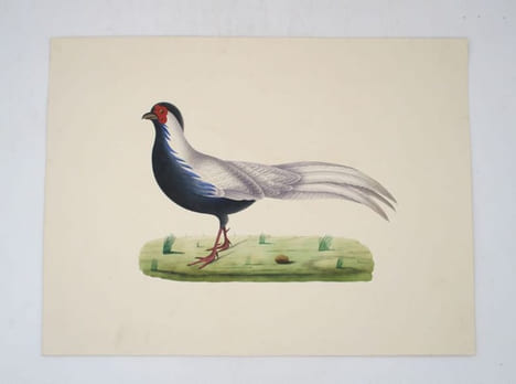 5 épreuves d'oiseaux. BEAUVALLET DE SAINT-VICTOR (dit le Chevalier de Saint Victor)