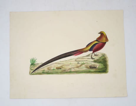 5 épreuves d'oiseaux. BEAUVALLET DE SAINT-VICTOR (dit le Chevalier de Saint Victor)