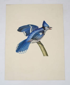 5 épreuves d'oiseaux. BEAUVALLET DE SAINT-VICTOR (dit le Chevalier de Saint Victor)
