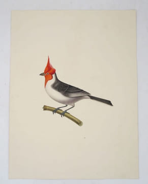 5 épreuves d'oiseaux. BEAUVALLET DE SAINT-VICTOR (dit le Chevalier de Saint Victor)