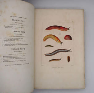Histoire naturelle, générale et particulière des mollusques terrestres et fluviatiles, tant des espèces que l'on trouve aujourd'hui vivantes, que des dépouilles fossiles de celles qui n'existent plus; classés d'après les caractères essentiels que présentent ces animaux et leurs coquilles