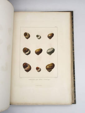 Histoire naturelle, générale et particulière des mollusques terrestres et fluviatiles, tant des espèces que l'on trouve aujourd'hui vivantes, que des ...