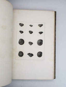 Histoire naturelle, générale et particulière des mollusques terrestres et fluviatiles, tant des espèces que l'on trouve aujourd'hui vivantes, que des ...