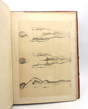 Lezioni di anatomo-fisiologia applicata alle arti belle : atlas seul. GAMBA (Alberto)