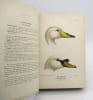 The Indian Ducks and their Allies. BAKER (E.C. Stuart)