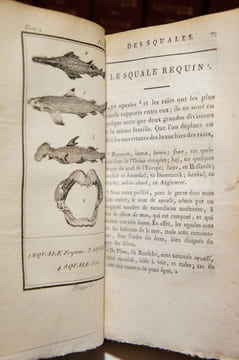 Histoire naturelle, 51 volumes. Buffon : Oiseaux (17 vol.) ; Quadrupèdes (14 vol.). Lacépède : Quadrupèdes, ovipares, serpents (4 vol.); Cétacés (2 ...