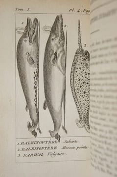 Histoire naturelle, 51 volumes. Buffon : Oiseaux (17 vol.) ; Quadrupèdes (14 vol.). Lacépède : Quadrupèdes, ovipares, serpents (4 vol.); Cétacés (2 ...