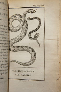 Histoire naturelle, 51 volumes. Buffon : Oiseaux (17 vol.) ; Quadrupèdes (14 vol.). Lacépède : Quadrupèdes, ovipares, serpents (4 vol.); Cétacés (2 ...