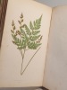 A Natural History of New and Rare Ferns [...] with Coloured Illustrations and Wood-cuts.. LOWE (E. J.)