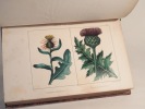 Flore algérienne, avec texte descriptif des plantes, arbustes et arbres indigènes [...] par Champy, attaché au jardin du Roi, ornée de 40 planches ...
