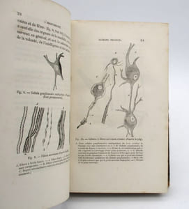 Leçons sur les propriétés des tissus vivants. 