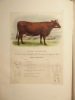 Description des espèces bovine, ovine et porcine de la France. Tome 1 : Espèce Bovine : Race flamande.. LEFOUR
