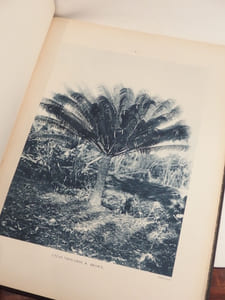Atlas des plantes ornementales et curieuses de Madagascar, publié à l'occasion de l'Exposition coloniale internationales Paris 1931.