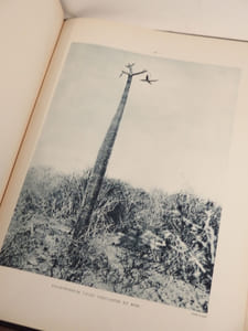 Atlas des plantes ornementales et curieuses de Madagascar, publié à l'occasion de l'Exposition coloniale internationales Paris 1931.