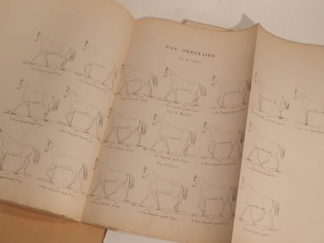Etude sur la locomotion du cheval et des quadrupèdes en général, considérée dans ses rapports avec l'équitation et la représentation des quadrupèdes à ...