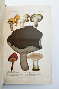Les Champignons considérés dans leurs rapports avec la médecine, l’hygiène publique et privée, l’agriculture et l’industrie et Description des principales espèces comestibles, suspectes et vénéneuses de la France.