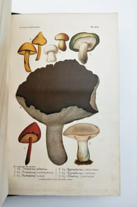Les Champignons considérés dans leurs rapports avec la médecine, l’hygiène publique et privée, l’agriculture et l’industrie et Description des principales espèces comestibles, suspectes et vénéneuses de la France.