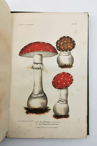 Les Champignons considérés dans leurs rapports avec la médecine, l’hygiène publique et privée, l’agriculture et l’industrie et Description des principales espèces comestibles, suspectes et vénéneuses de la France.
