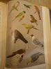 Handbook of the birds of India and Pakistan together with those of Nepal, Sikkim, Bhutan and Ceylon. 

(3 volumes). Ali, Salem und S. Dillon Ripley ...
