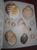 Australian Shells
. Wilson, & Gillett 

