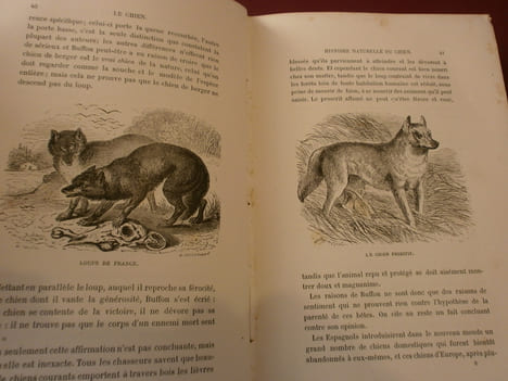 Le chien
Son histoire, ses exploits, ses aventures . Alfred Barbou