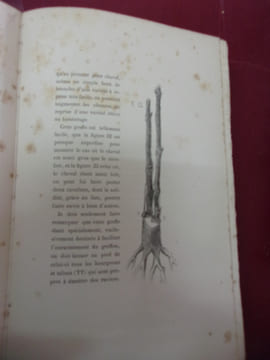 Traité théorique et pratique du greffage de la vigne : Greffe Champin et plus de cinquante greffes diverses applicables à la vigne. Aimé Champin