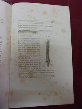 Traité théorique et pratique du greffage de la vigne : Greffe Champin et plus de cinquante greffes diverses applicables à la vigne. Aimé Champin