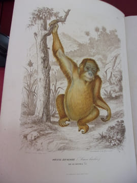 Les trois règnes de la Nature.
Règne Animal. Histoire naturelle des Mammifères. Primates, Cheiroptères, Insectivores et Rongeurs.
Avec ...