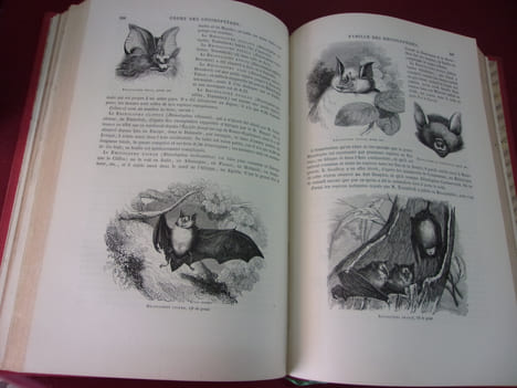 Les trois règnes de la Nature.
Règne Animal. Histoire naturelle des Mammifères. Primates, Cheiroptères, Insectivores et Rongeurs.
Avec ...