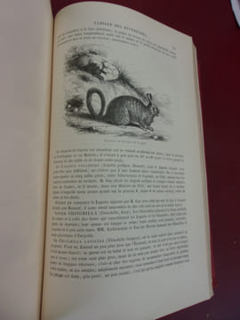 Les trois règnes de la Nature.
Règne Animal. Histoire naturelle des Mammifères. Primates, Cheiroptères, Insectivores et Rongeurs.
Avec ...