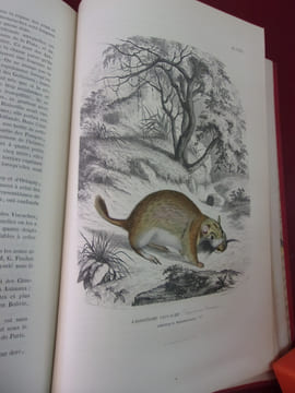 Les trois règnes de la Nature.
Règne Animal. Histoire naturelle des Mammifères. Primates, Cheiroptères, Insectivores et Rongeurs.
Avec ...