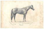 Gravure de cheval du peintre illustrateur Jean Richard Goubie (Paris 1842-1899): Brigadier. Le Journal des Haras. Janvier 1880. Jean Richard Goubie