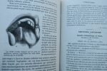 L'odontologie Paris, in 8°, 588 pp. suivi de réclames, reliure demi-cuir, quelques rousseurs, 5ème année, 12 numéro (janvier à décembre). odontologie ...